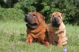 SHAR-PEI 786